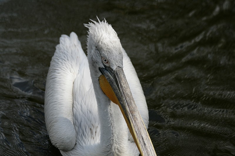 Fotoclubje Blijdorp 2008-116.jpg